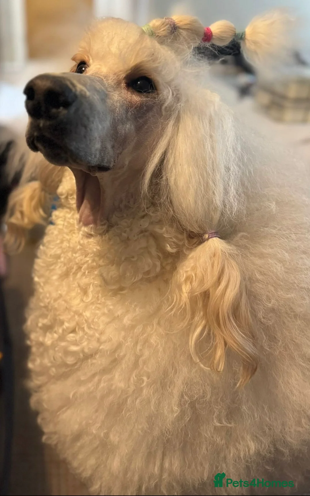 Standard Poodle dogs for sale: Looking for a forever home for my Standard boy - Advert 1