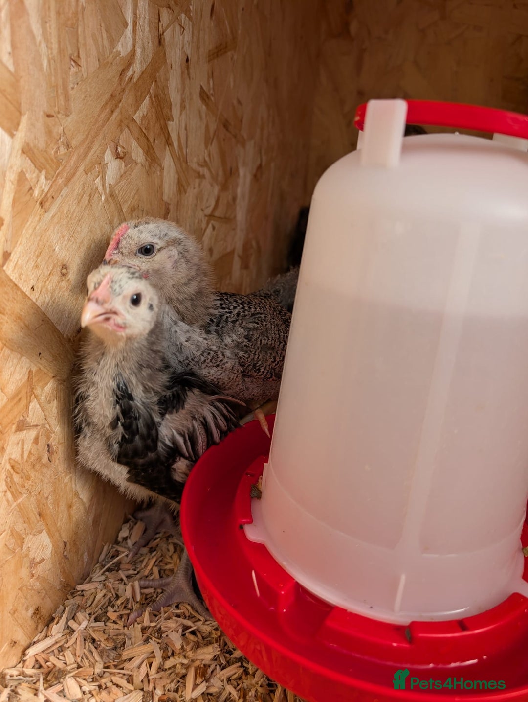 Chickens poultry for sale: Chicks - Image 20