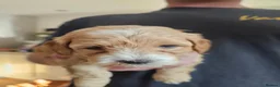 Maltipoo dogs for sale: Maltipoo Puppies for Sale - Advert 19