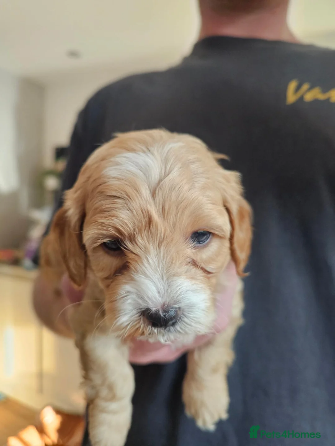 Maltipoo dogs for sale: Maltipoo Puppies for Sale - Advert 19