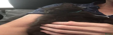 Fluffy mix longhair 