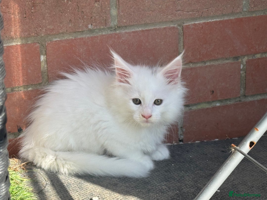 Maine Coon cats for sale: 2 Mainecoon pedigree kitten - Image 29