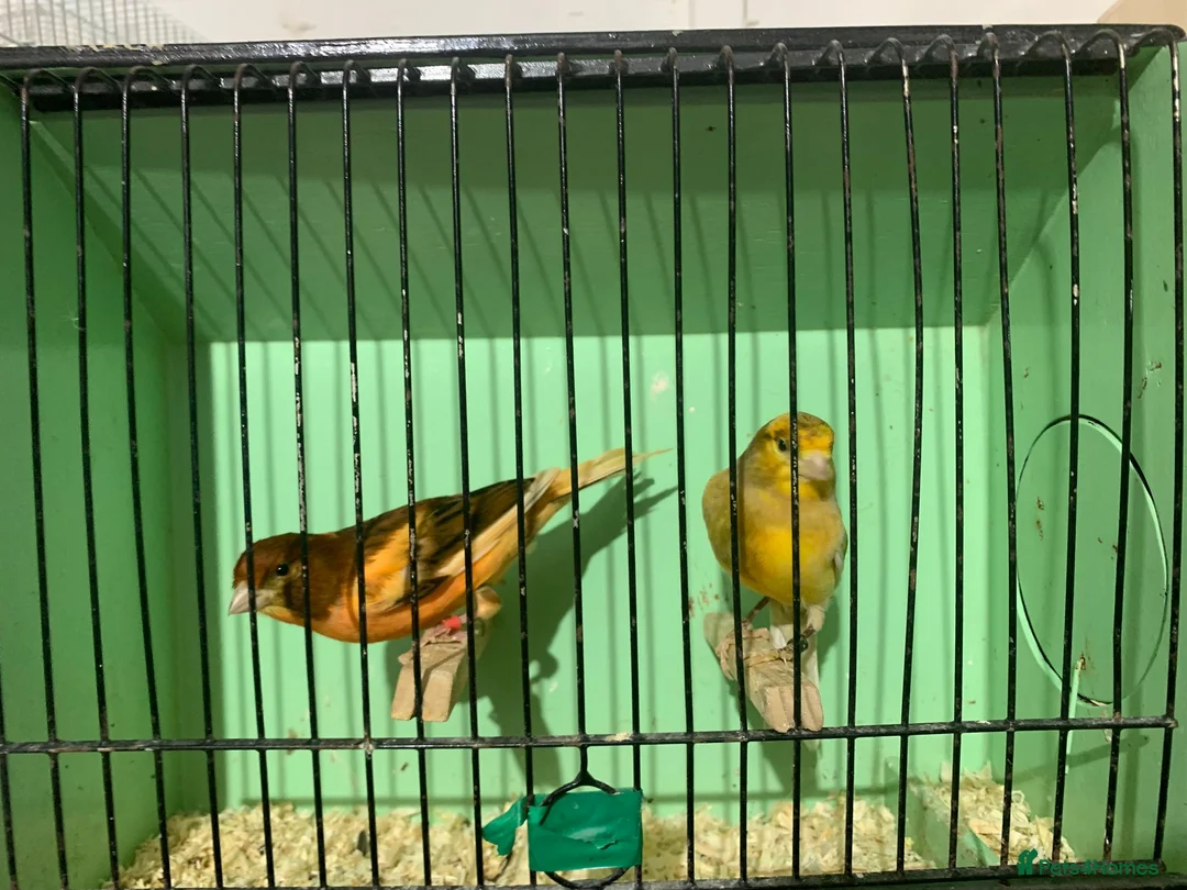 Canaries birds for sale: Male Canaries - Advert 9
