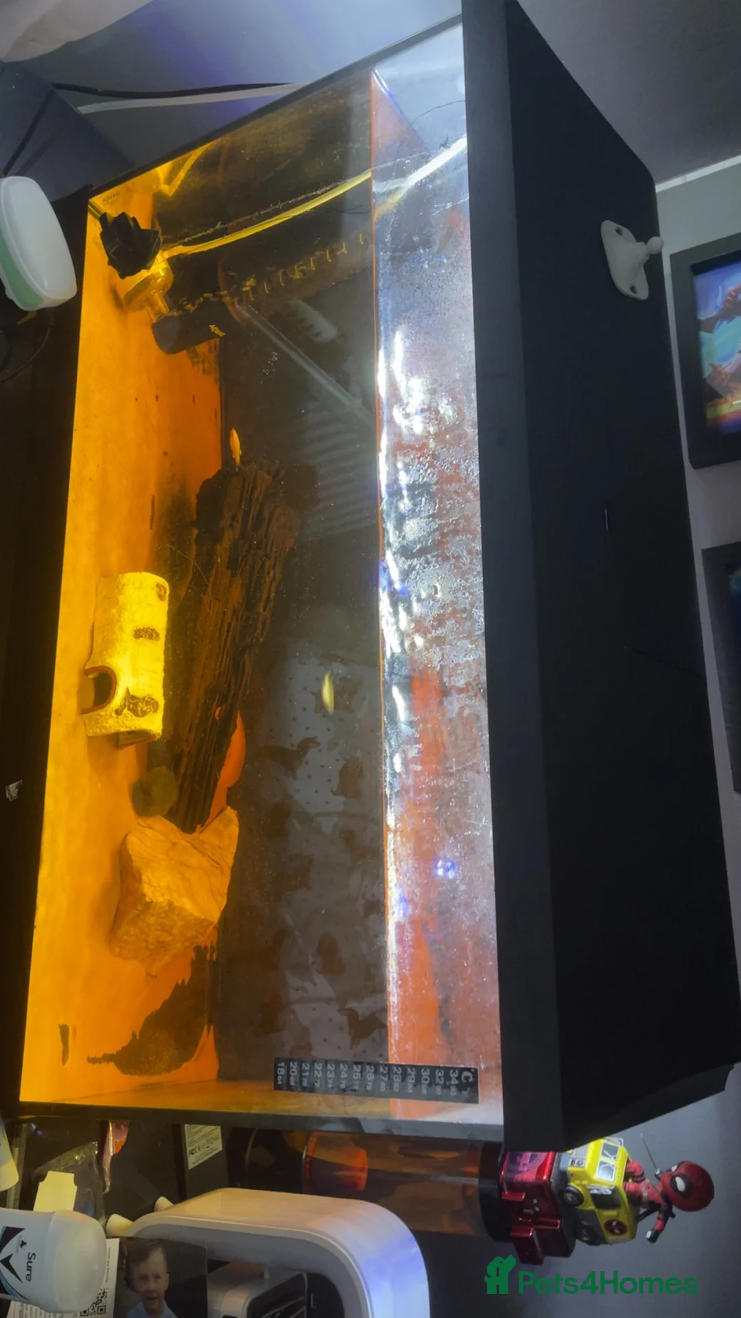 Other/Mixed Breed fish for sale: Axolotl  in Manchester - Advert 4