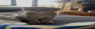 Multi tabby Folded girl “Jasmine”