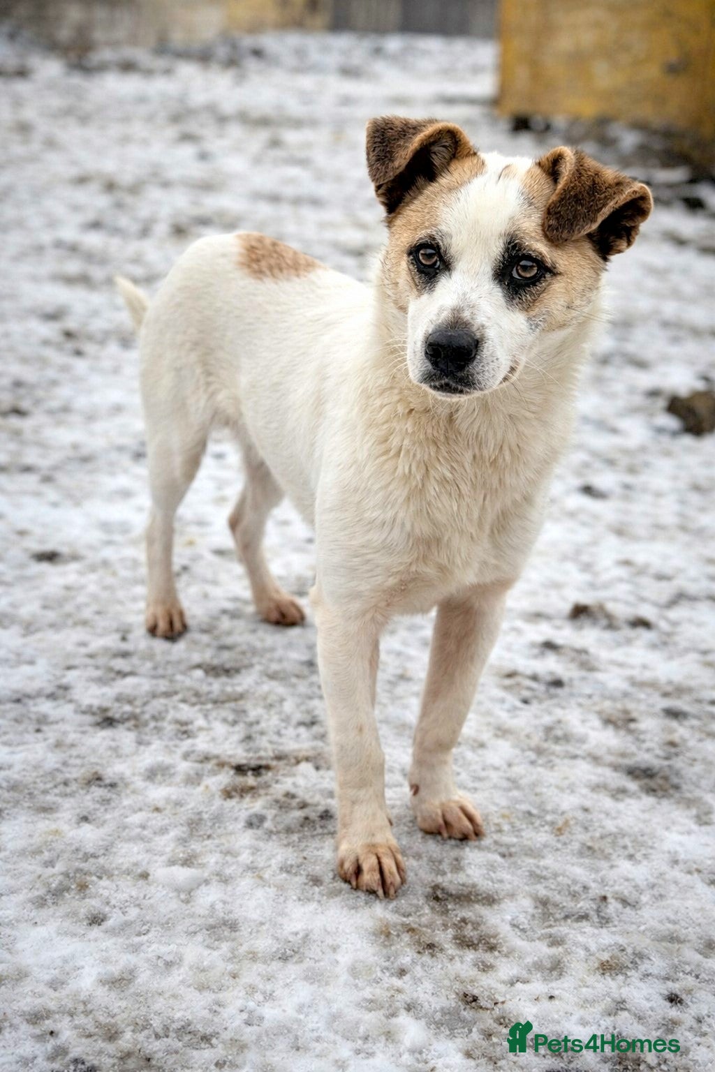 Mixed Breed dogs 🌟THOR – The Bright, Brave Young Explorer 🤍🐾 🌟 - Advert 17