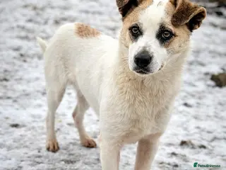 Mixed Breed dogs 🌟THOR – The Bright, Brave Young Explorer 🤍🐾 🌟 - Advert 17