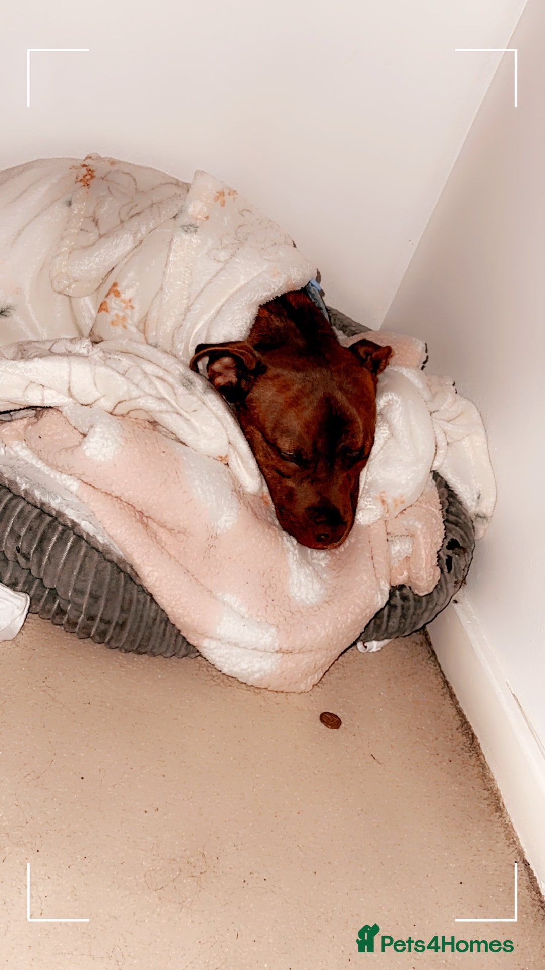 Mixed Breed dogs for sale: Nellie staffy puppy - Image 3
