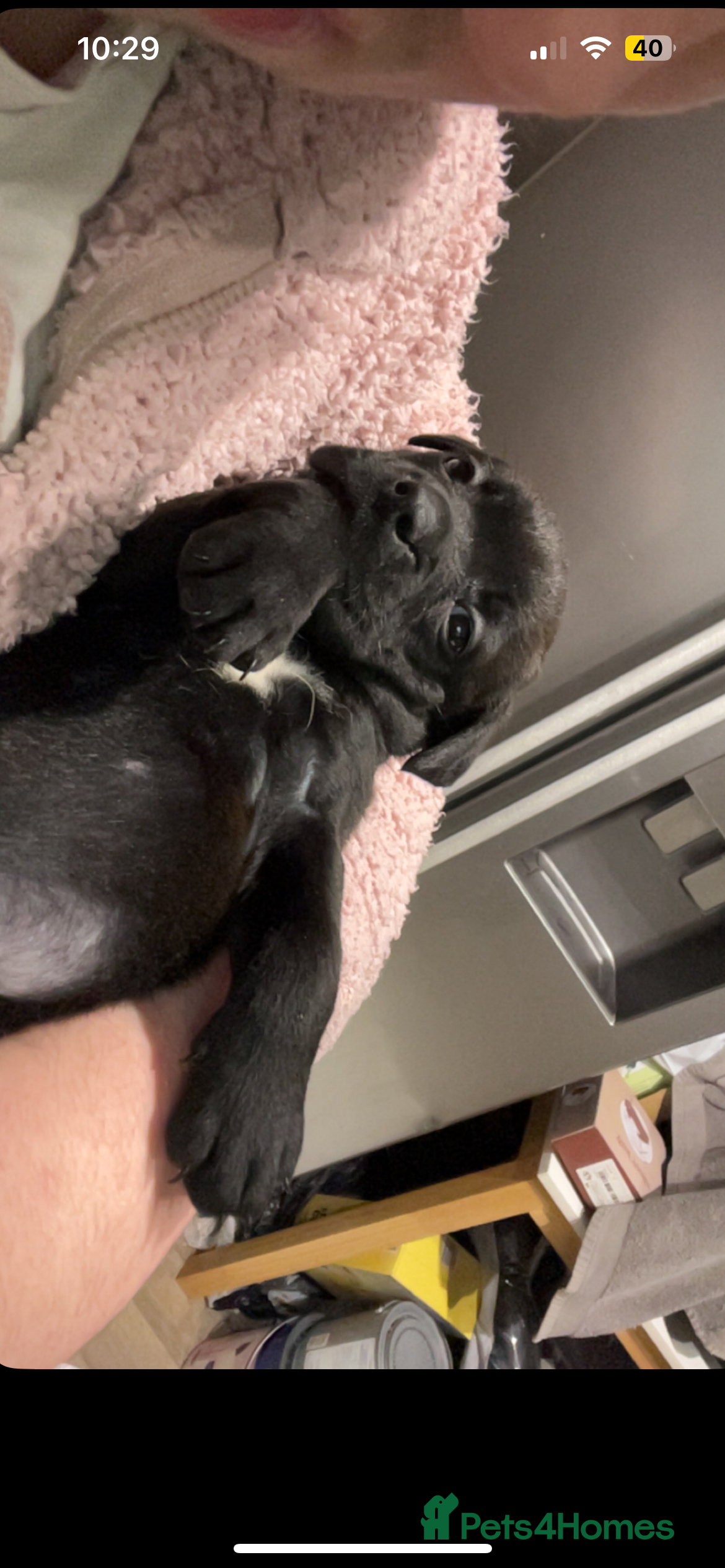 Mixed Breed dogs Bulladors for sale  - Advert 10