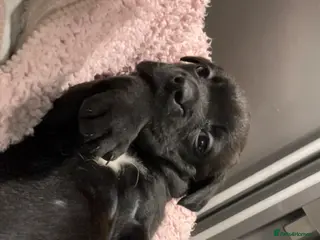 Mixed Breed dogs Bulladors for sale - Advert 4