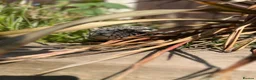 Lizard reptiles for sale: Stunning black and white tegu in Bexleyheath - Advert 4