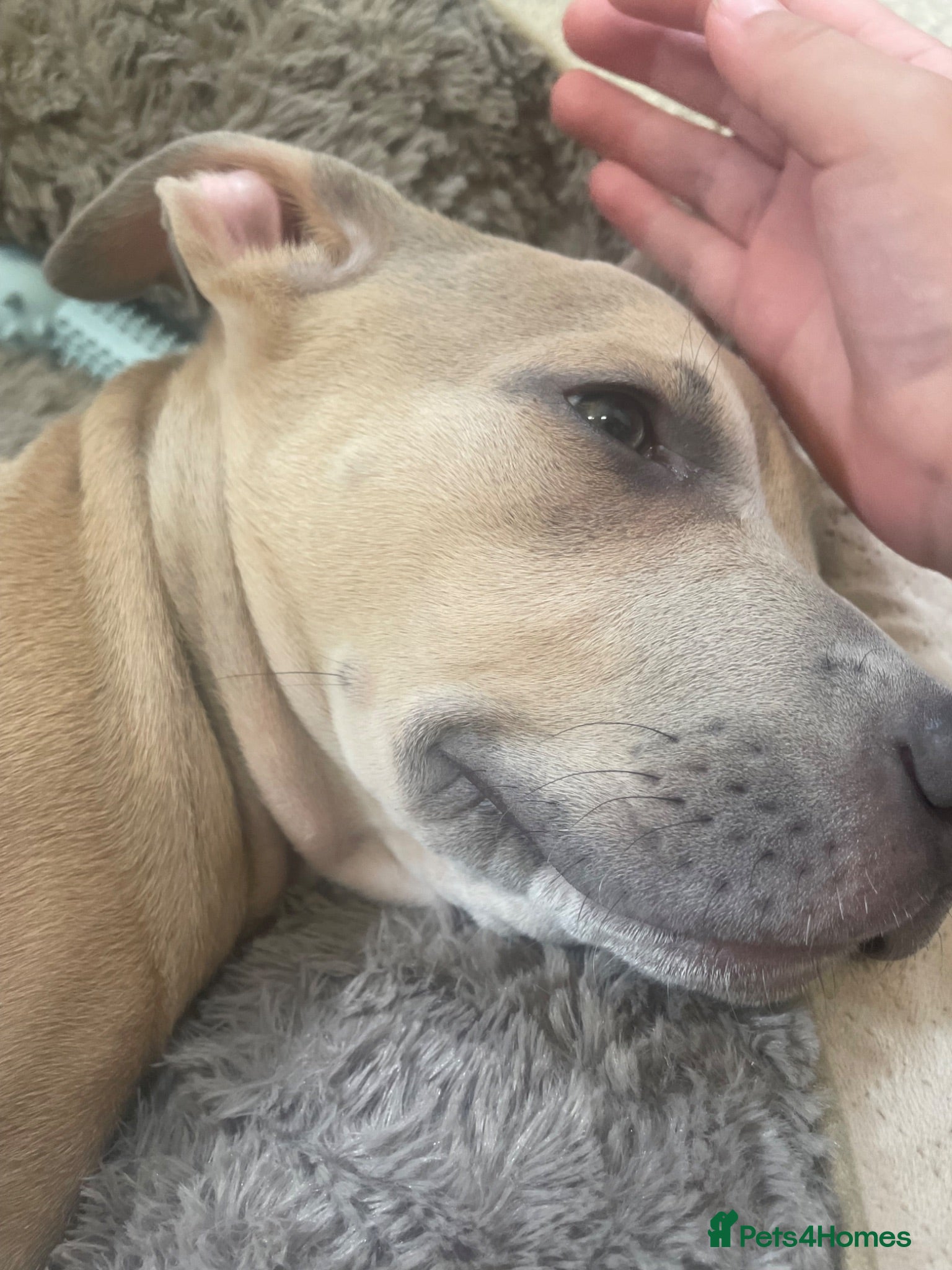 Mixed Breed dogs 13 week old pup - Advert 2