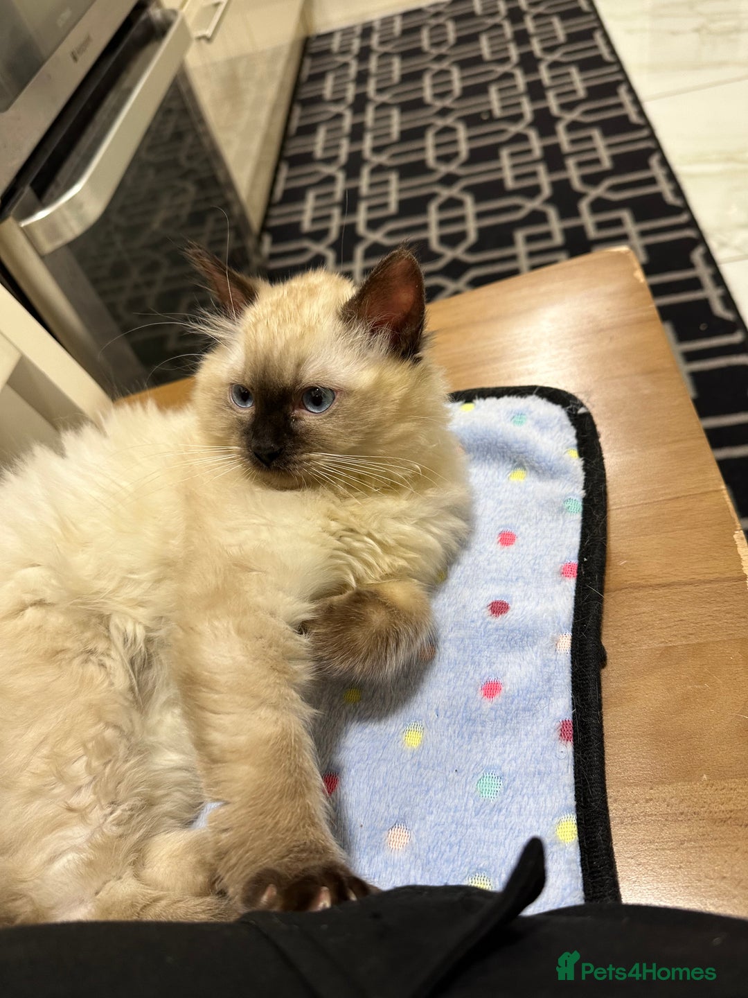 Ragdoll cats for sale: Very Fluffy Female Ragdoll Kitten - Advert 1