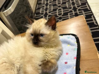 Ragdoll cats Very Fluffy Female Ragdoll Kitten - Advert 2