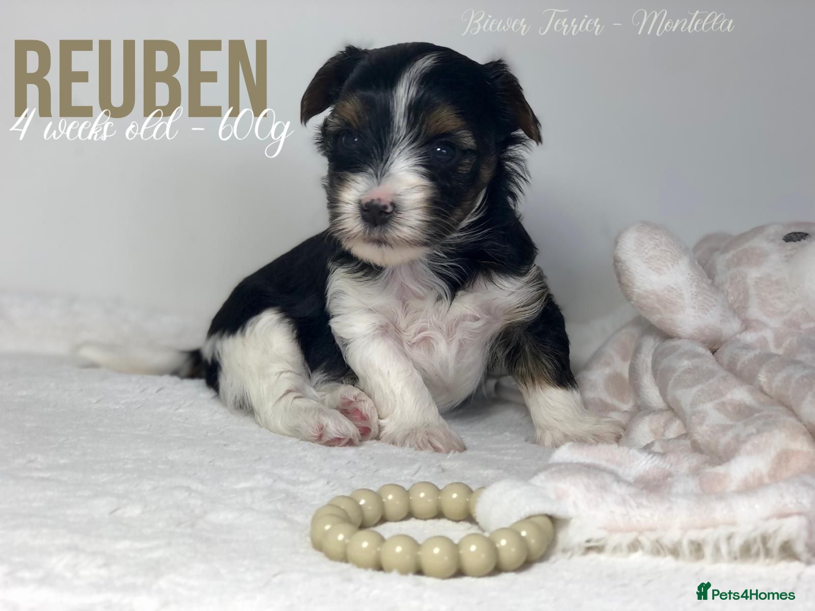 Yorkshire Terrier dogs Beautiful Litter of Six Biewer Terriers! - Advert 1