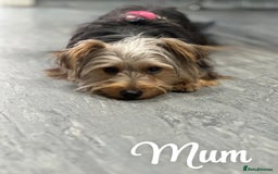 Yorkshire Terrier dogs for sale: Yorkshire Terrier Puppy 5 - 6 beautiful Yorkshire terriers  - Image 3
