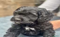 Cavapoo dogs for sale: ⭐️TEDDY- LAST LITTLE BOY NEEDS A HOME⭐️ in Sheffield - Image 1