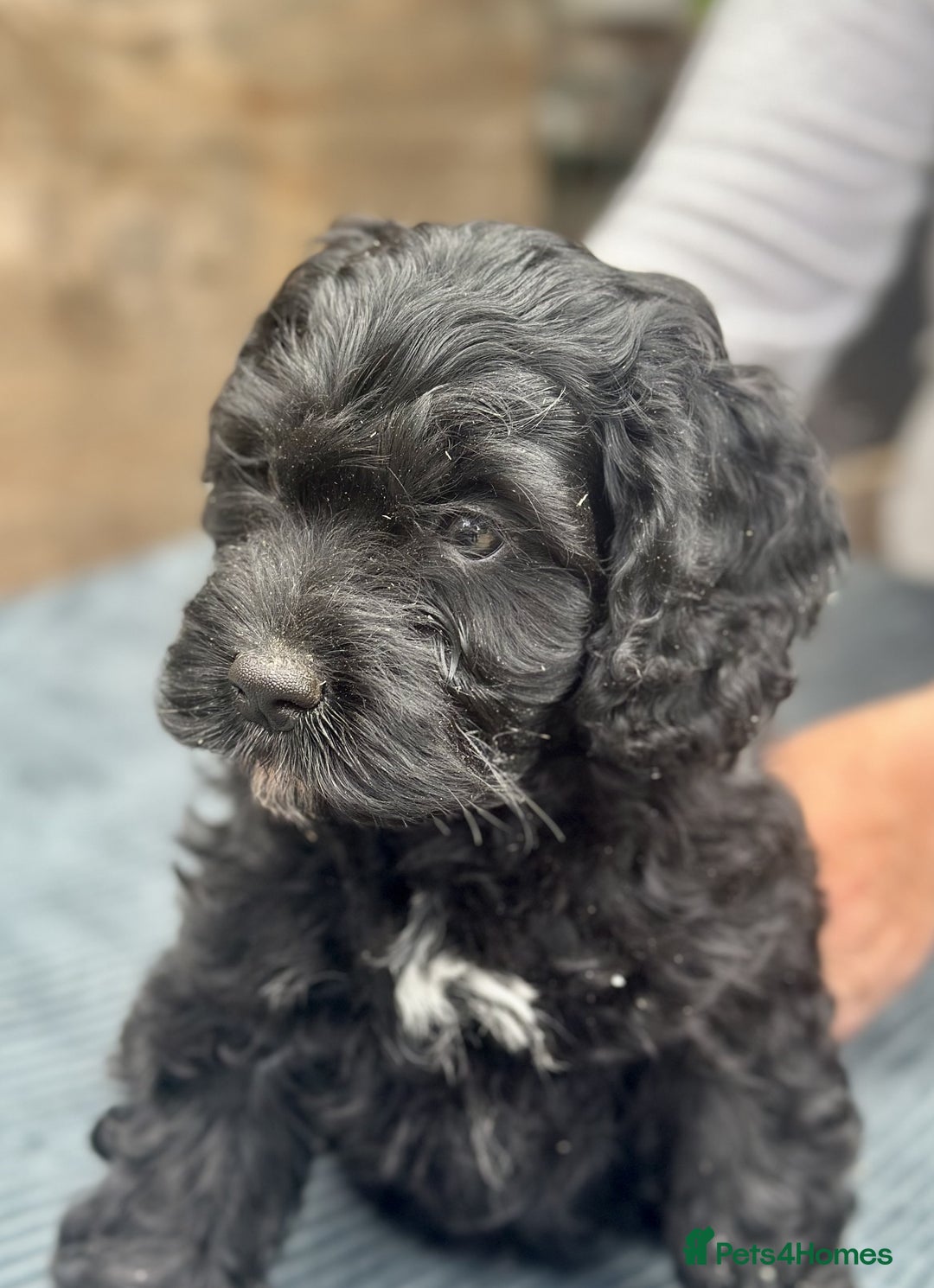Cavapoo dogs for sale: ⭐️TEDDY- LAST LITTLE BOY NEEDS A HOME⭐️ in Sheffield - Image 1