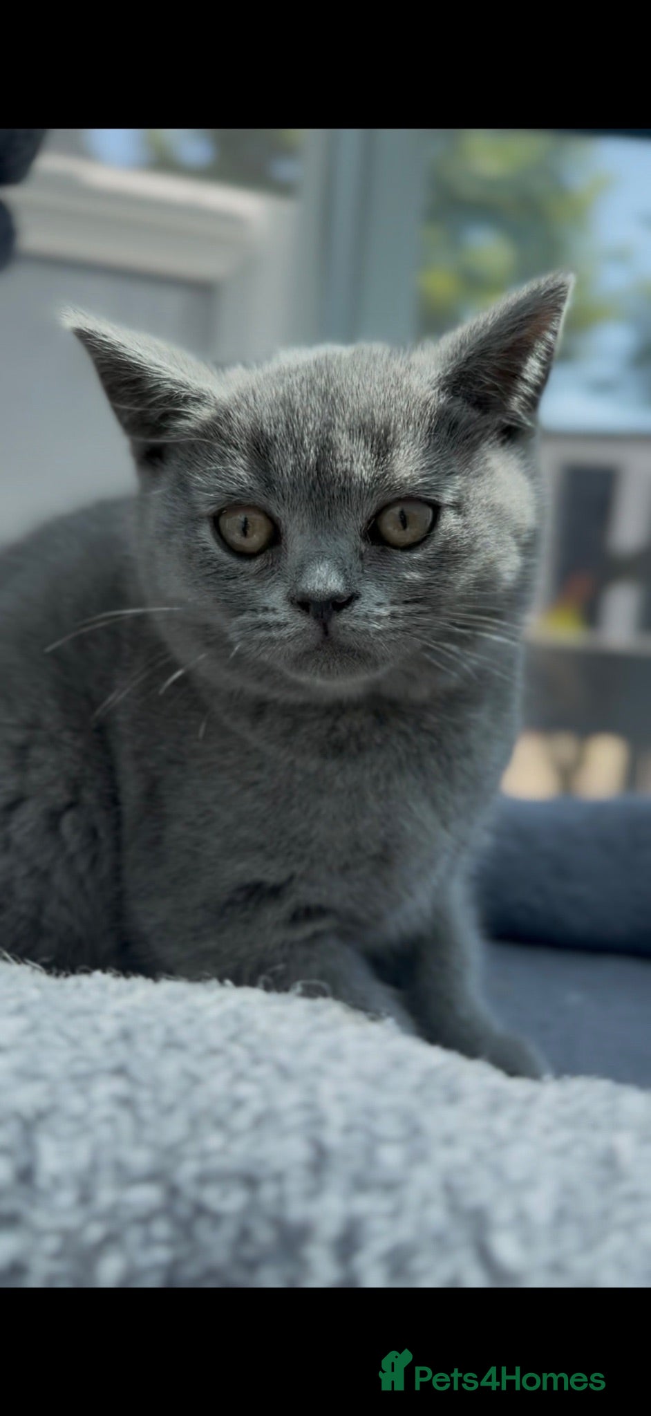 British Shorthair cats ⭐️LAST BOY LEFT⭐️ Blue British Shorthair Kitten - Advert 16