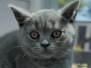 British Shorthair cats ⭐️LAST BOY LEFT⭐️ Blue British Shorthair Kitten - Advert 16