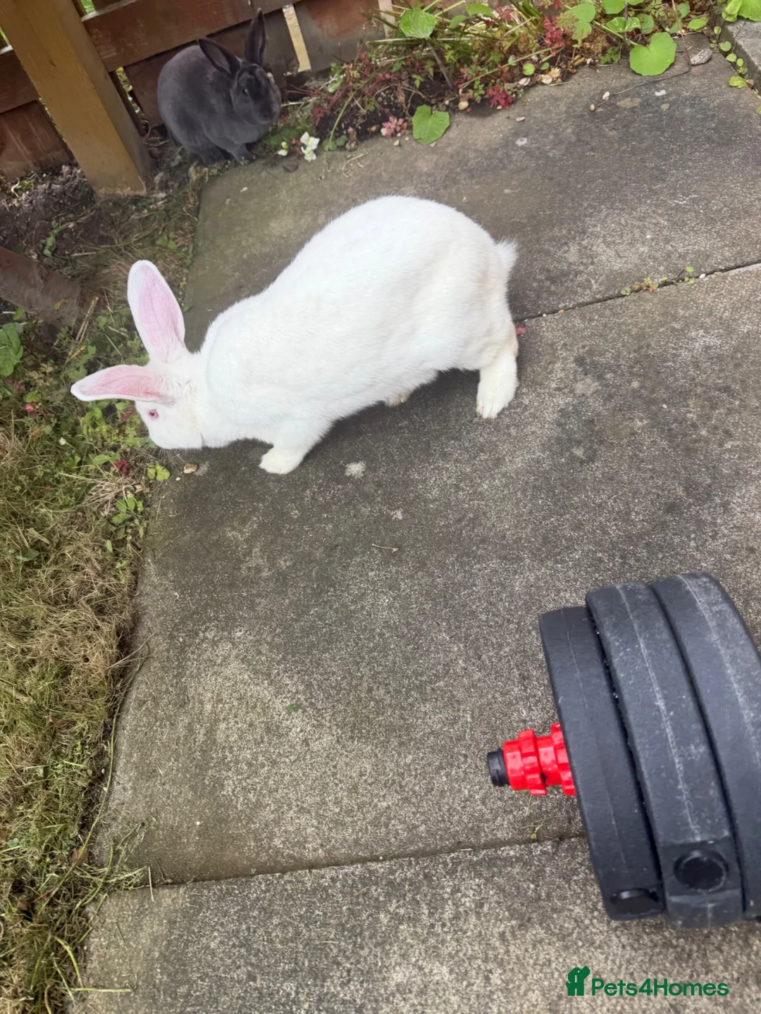 New Zealand rabbits for sale: Female white New Zealand - Advert 8