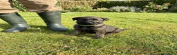 German Shepherd dogs for sale: STUNNING, Chunky Dutch Shepherd x GSD Puppies - Advert 29