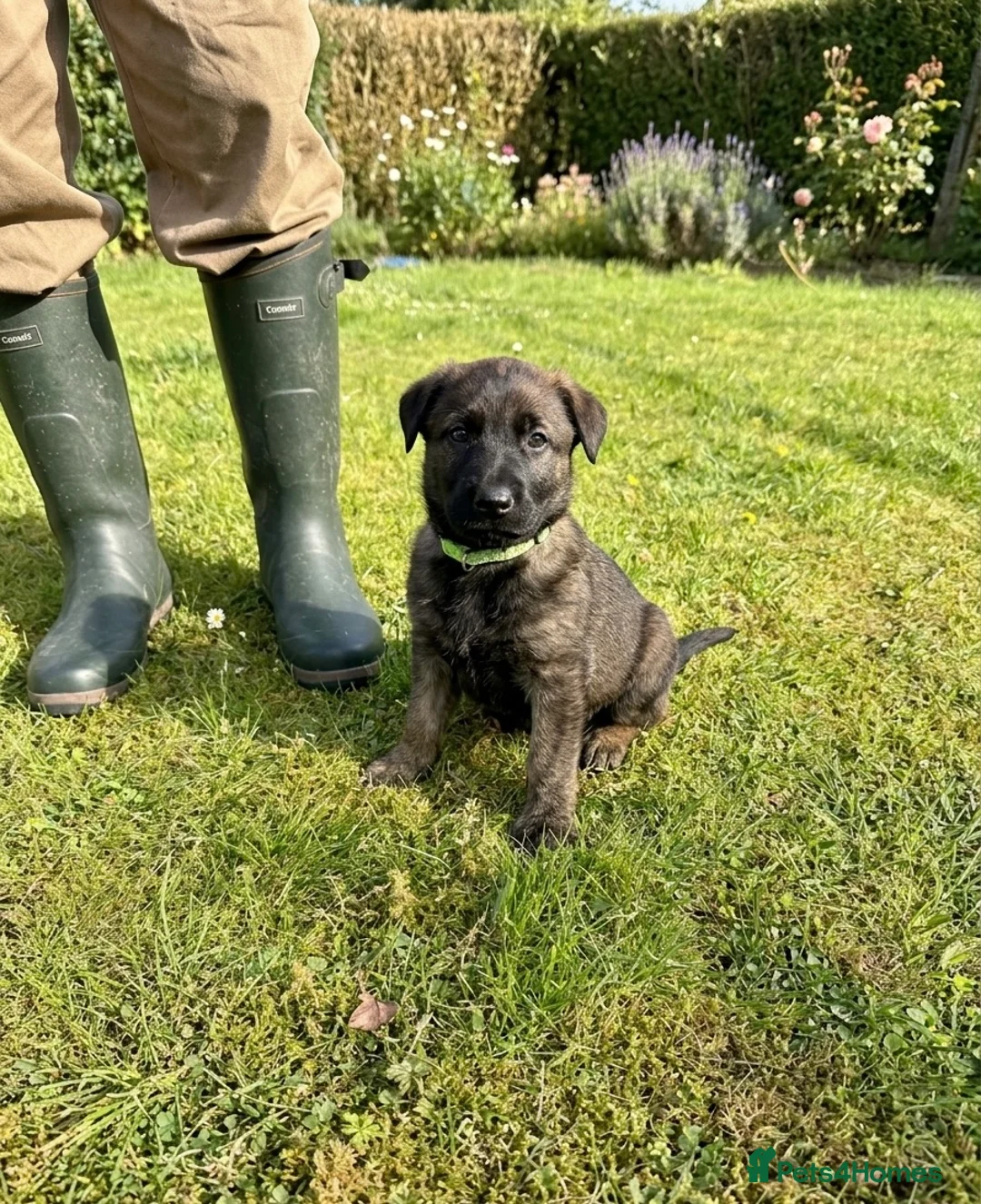 German Shepherd dogs for sale: STUNNING, Chunky Dutch Shepherd x GSD Puppies - Advert 29