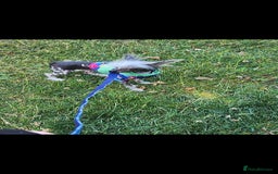 Mixed Breed dogs for sale: Tiny hairless Chinese crested/chihuahua pup  - Image 17