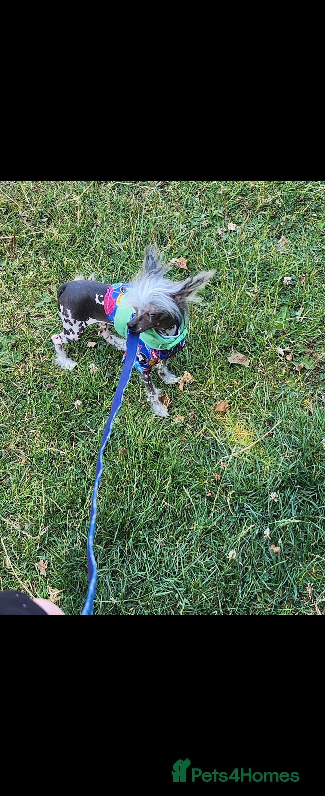Mixed Breed dogs for sale: Tiny hairless Chinese crested/chihuahua pup  - Image 17