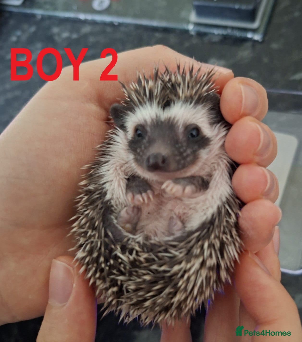 Pygmy Hedgehog rodents Pygmy hedgehogs, 1 girl 2 boys - Advert 2