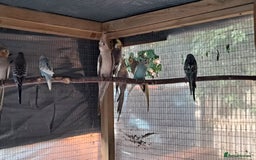 Budgerigars birds for sale: Silly hand tamed baby budgies for sale  - Image 10