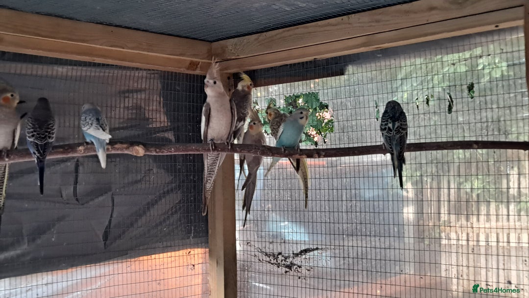 Budgerigars birds for sale: Silly hand tamed baby budgies for sale  - Image 10