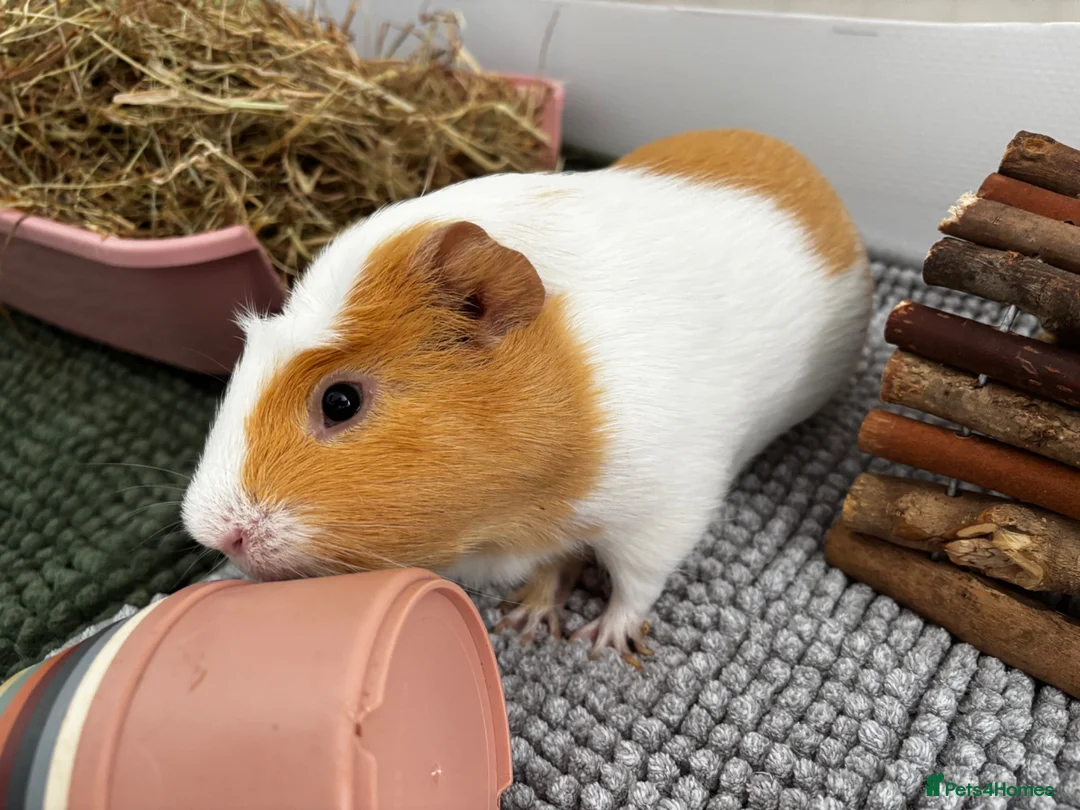 Guinea Pig rodents for sale: Meet ‘Squiggles’  in Barry - Advert 6