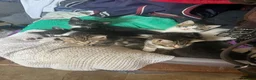 Mixed Breed cats for sale: Very friendly and  in Shipston-on-Stour - Advert 4
