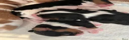 Cavalier King Charles Spaniel dogs for sale: Cavalier kings Charles puppies needing new homes  - Advert 3