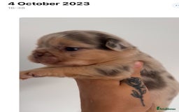 French Bulldog dogs for stud: Visual Merle Fluffy Frenchie Stud - Image 5