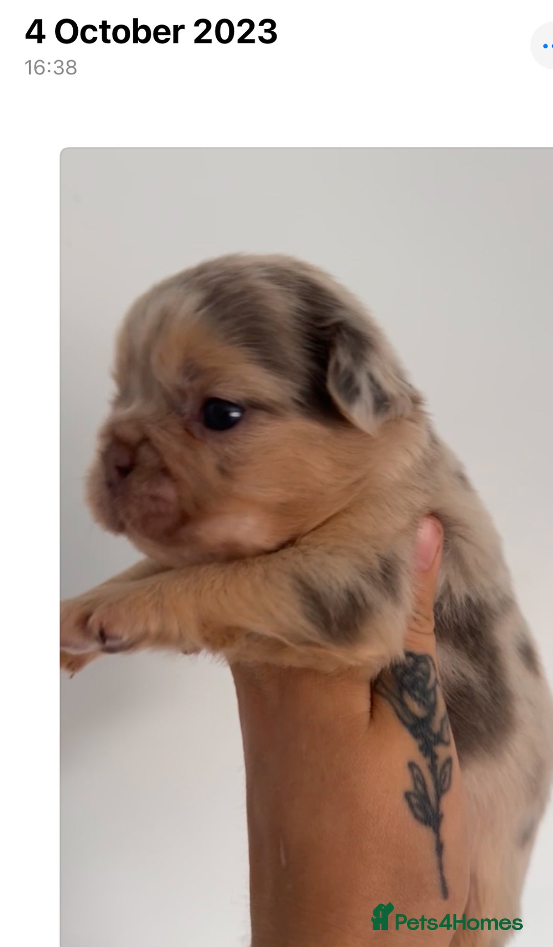 French Bulldog dogs for stud: Visual Merle Fluffy Frenchie Stud - Image 5