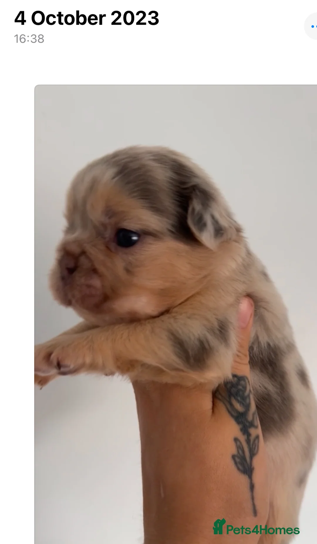 French Bulldog dogs for stud: Visual Merle Fluffy Frenchie Stud - Advert 5