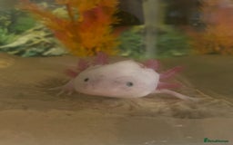 Axolotl reptiles for sale: Axolotl and tank for sale - Image 5