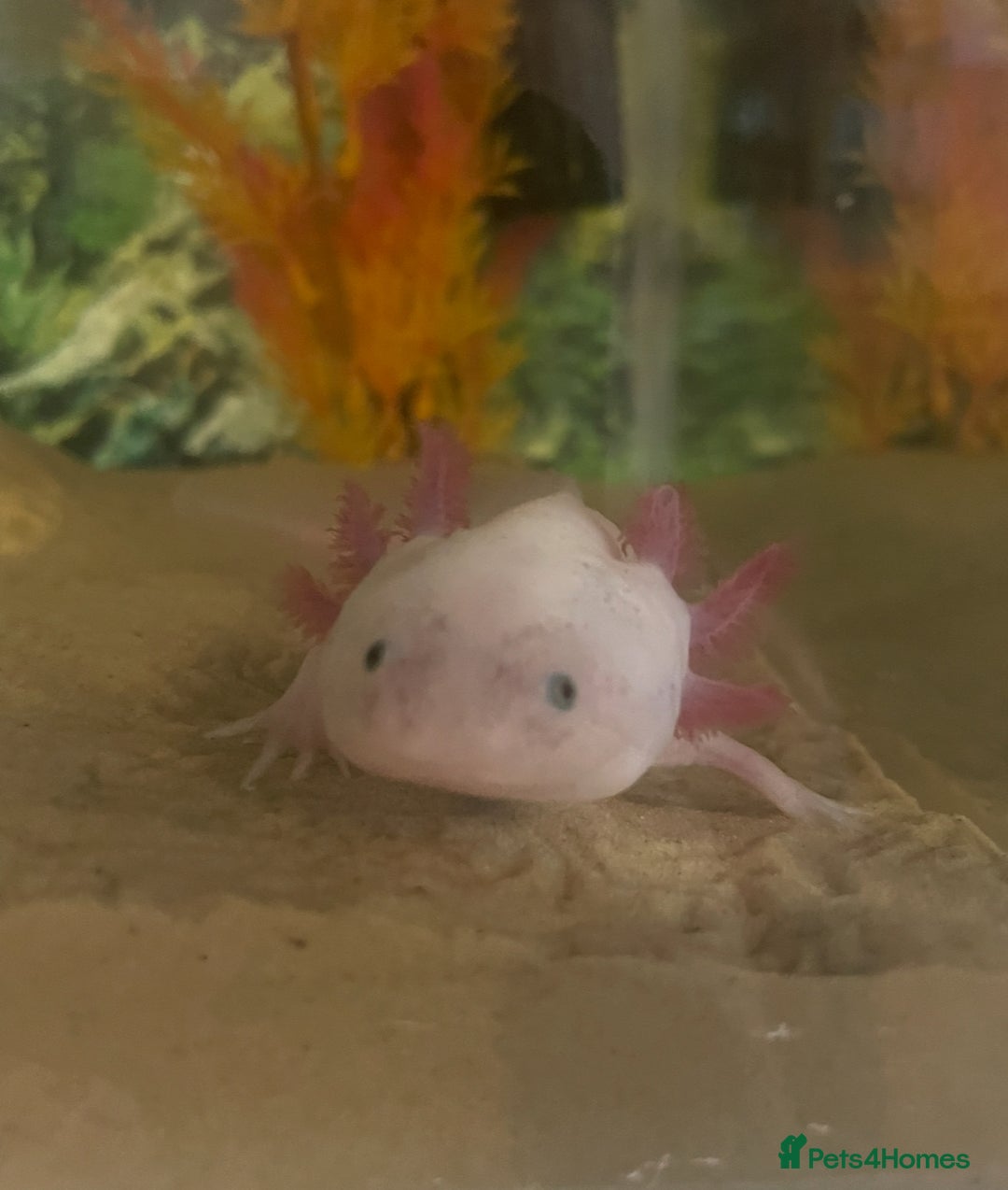 Axolotl reptiles for sale: Axolotl and tank for sale - Image 5