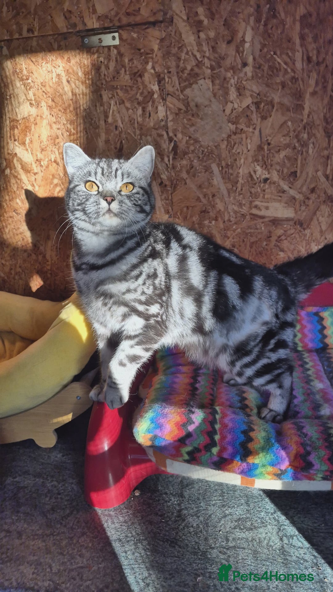 British Shorthair cats for sale: 2 adult British Shorthair girls - Advert 3