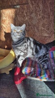 British Shorthair cats 2 adult British Shorthair girls - Advert 3