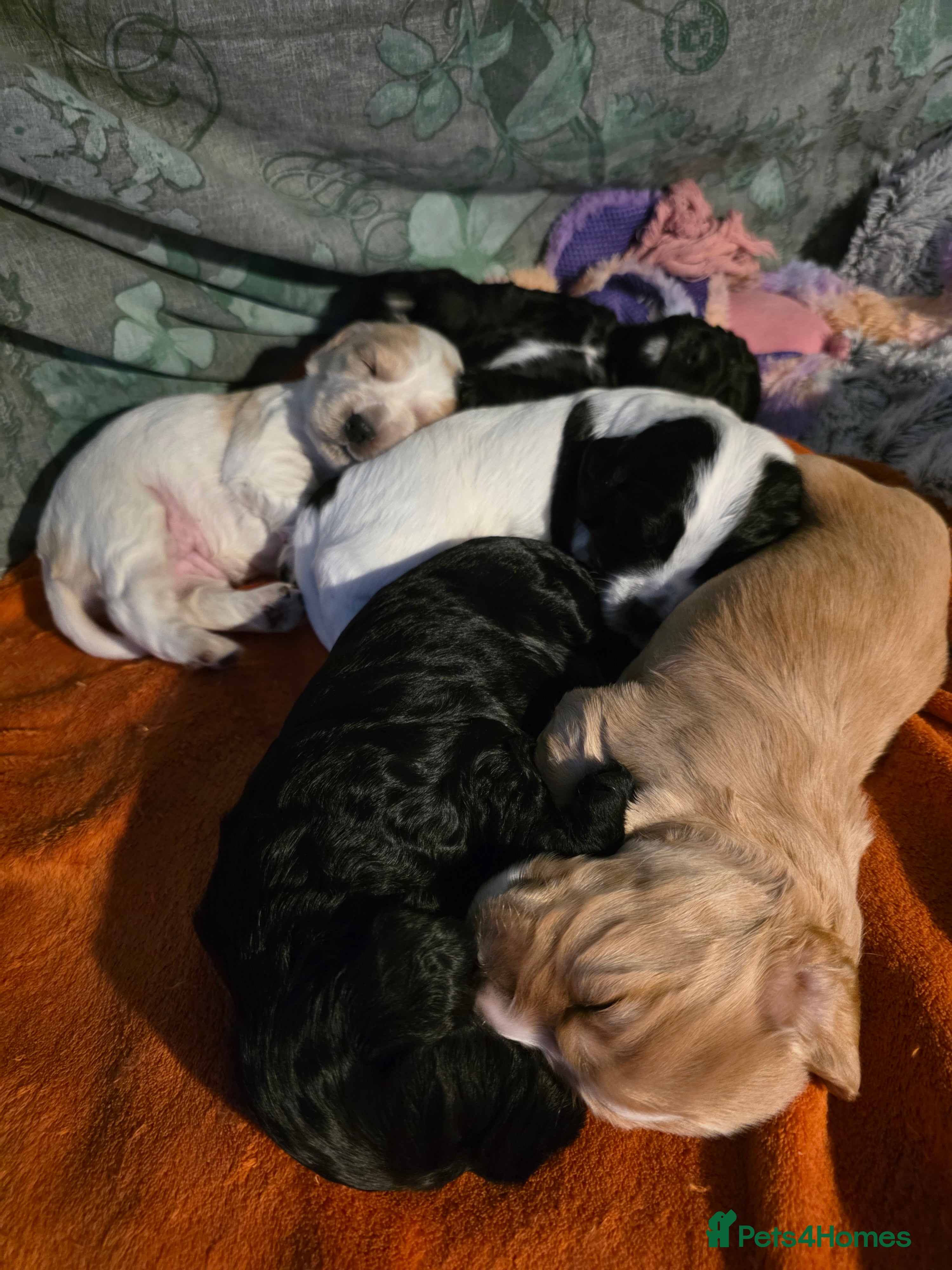 Cocker Spaniel dogs Cocker Spaniel Puppies - Advert 3