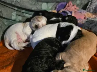 Cocker Spaniel dogs Cocker Spaniel Puppies - Advert 3