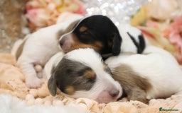 Miniature Dachshund dogs for sale: KC Longhair Miniature Dachshund Puppies - Image 3