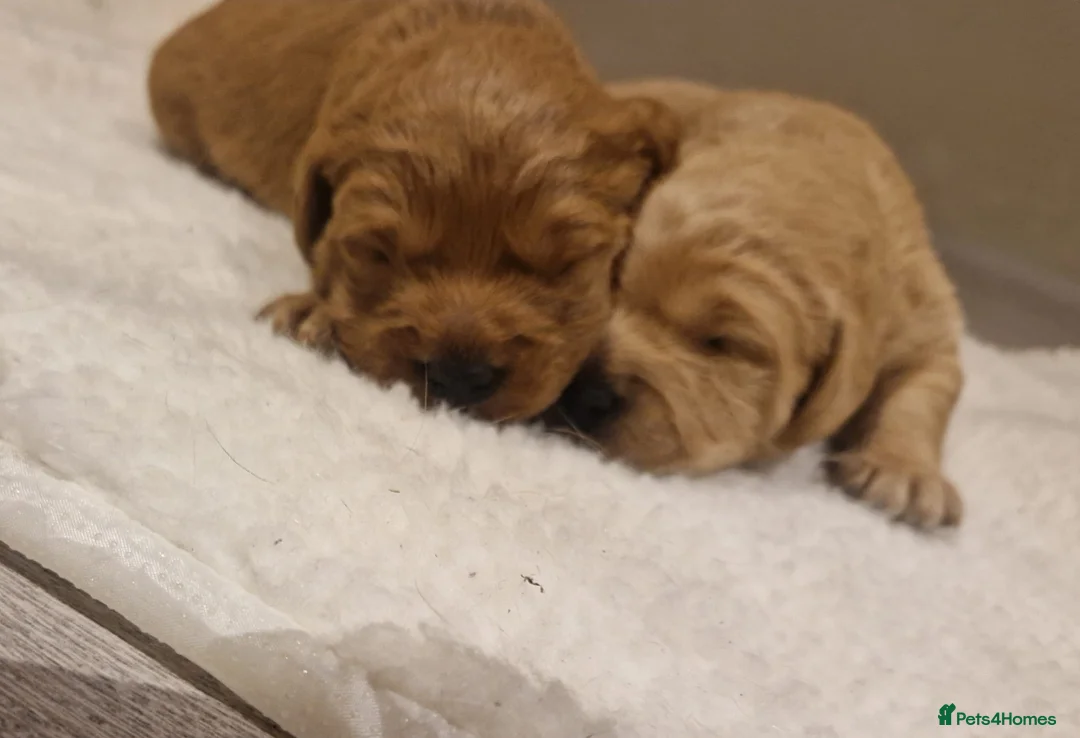 Labradoodle dogs for sale: Miniature labradoodle boys - Advert 6