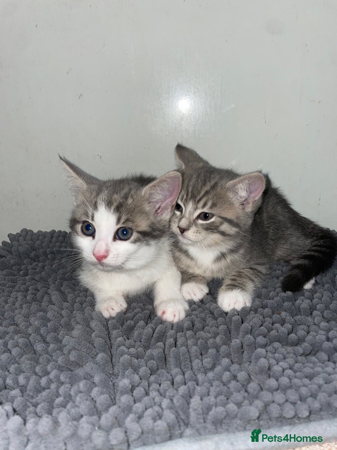 British Shorthair cats for sale: Silver tabby  - Image 7