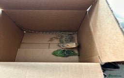 Bearded Dragon reptiles for sale: Bearded dragon and full set up - Image 3