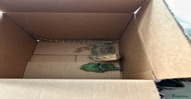 Bearded Dragon reptiles - Advert 5