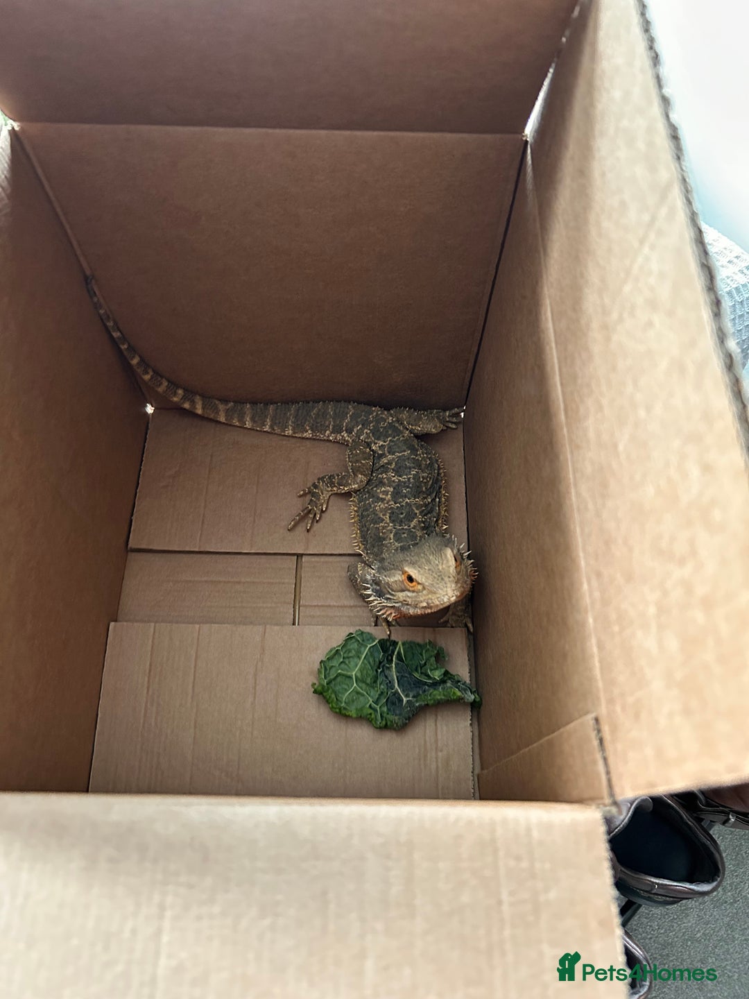 Bearded Dragon reptiles for sale: Bearded dragon and full set up - Image 3